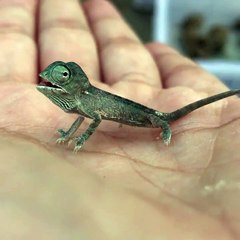 Quoi de plus adorable qu'un bébé caméléon