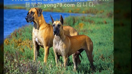 온라인토토 ♤【【 yong79。ＣOM 】】♤ 안전한놀이터