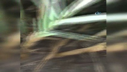 Yavru Caretta Carettalar vatandaşlar tarafından denize ulaştırıldı