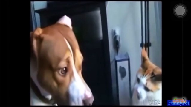 CATS TERMINATING DOGS || CATS VS DOG || CATS AND DOG FIGHT