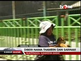 Lahir saat Bom Jakarta, Harimau Diberi Nama Sarinah-Thamrin