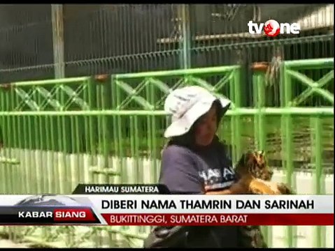 Lahir saat Bom Jakarta, Harimau Diberi Nama Sarinah-Thamrin