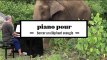 2 minutes de Chopin au piano pour bercer des éléphants aveugles de Thaïlande
