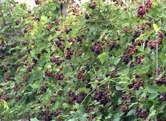 Grad delimično oštetio letinu u Krivelju, 23.jul 2018. (RTV Bor)