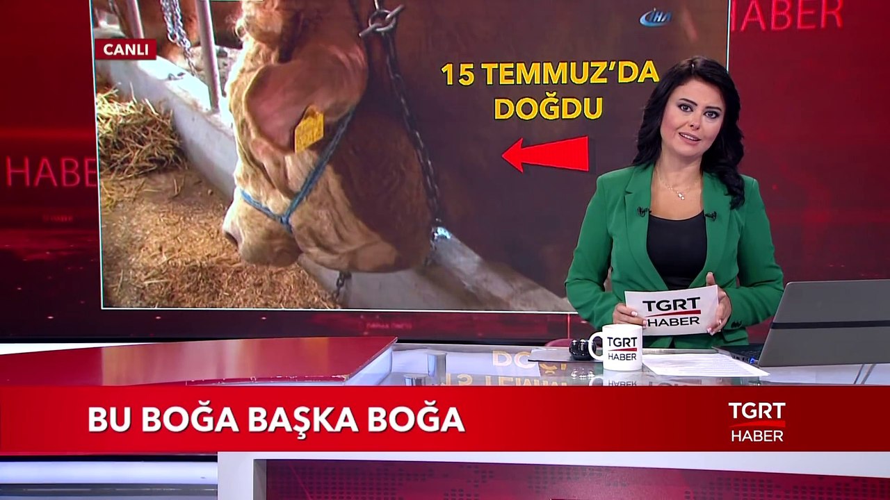 Bu Boğa Başka Boğa