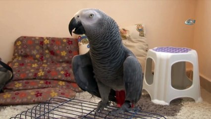 Bu Papağan Zikir Çekiyor, Telefonda Konuşulanları Anlık Kaydediyor!