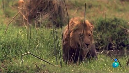 La Triste Historia del Rey Leon