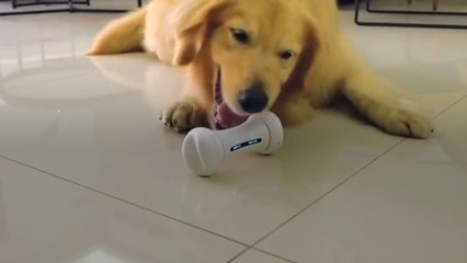 World's First Smart Dog Toy
