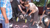 Yanlış Tedavi Sonucu Ayakları Kesilen Köpeğe Protezli Çözüm
