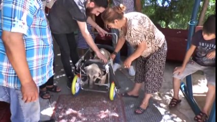 Yanlış Tedavi Sonucu Ayakları Kesilen Köpeğe Protezli Çözüm