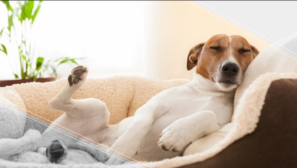 What Do Dogs Dream About?