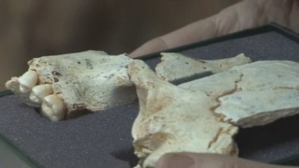 Descubren en Atapuerca restos del cráneo de una homínida de más de 300.000 años