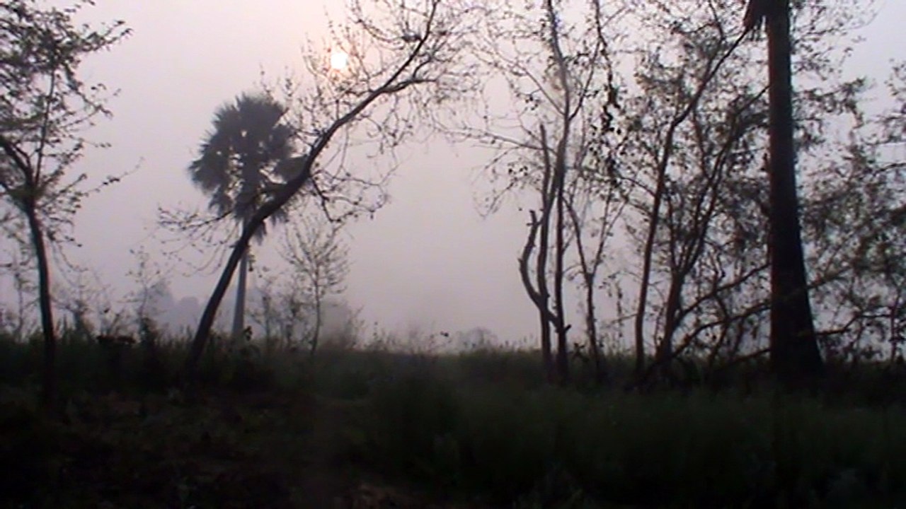 nature video