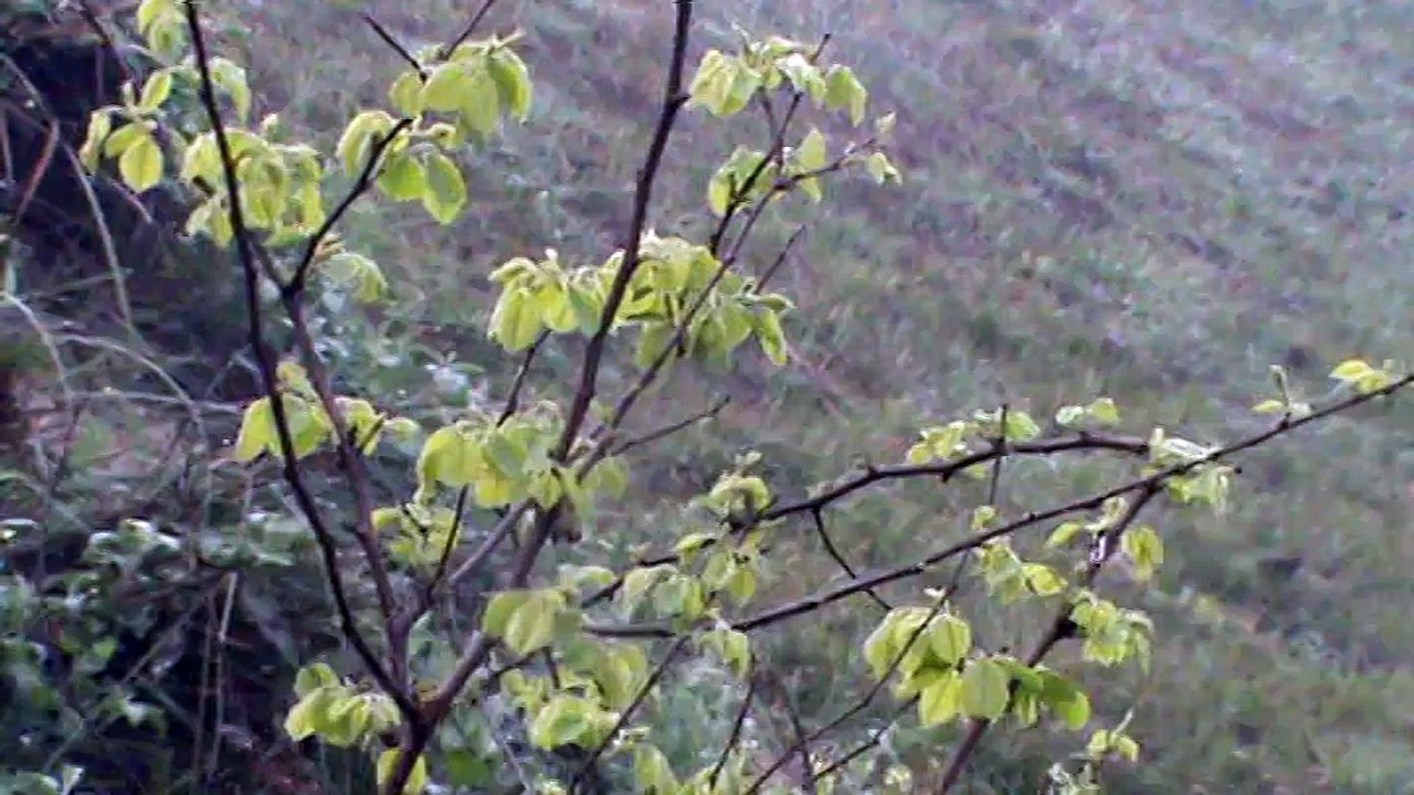 wonderful nature video for you