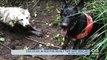 Rescue Dog Saves Pup Trapped in Mud for Two Days