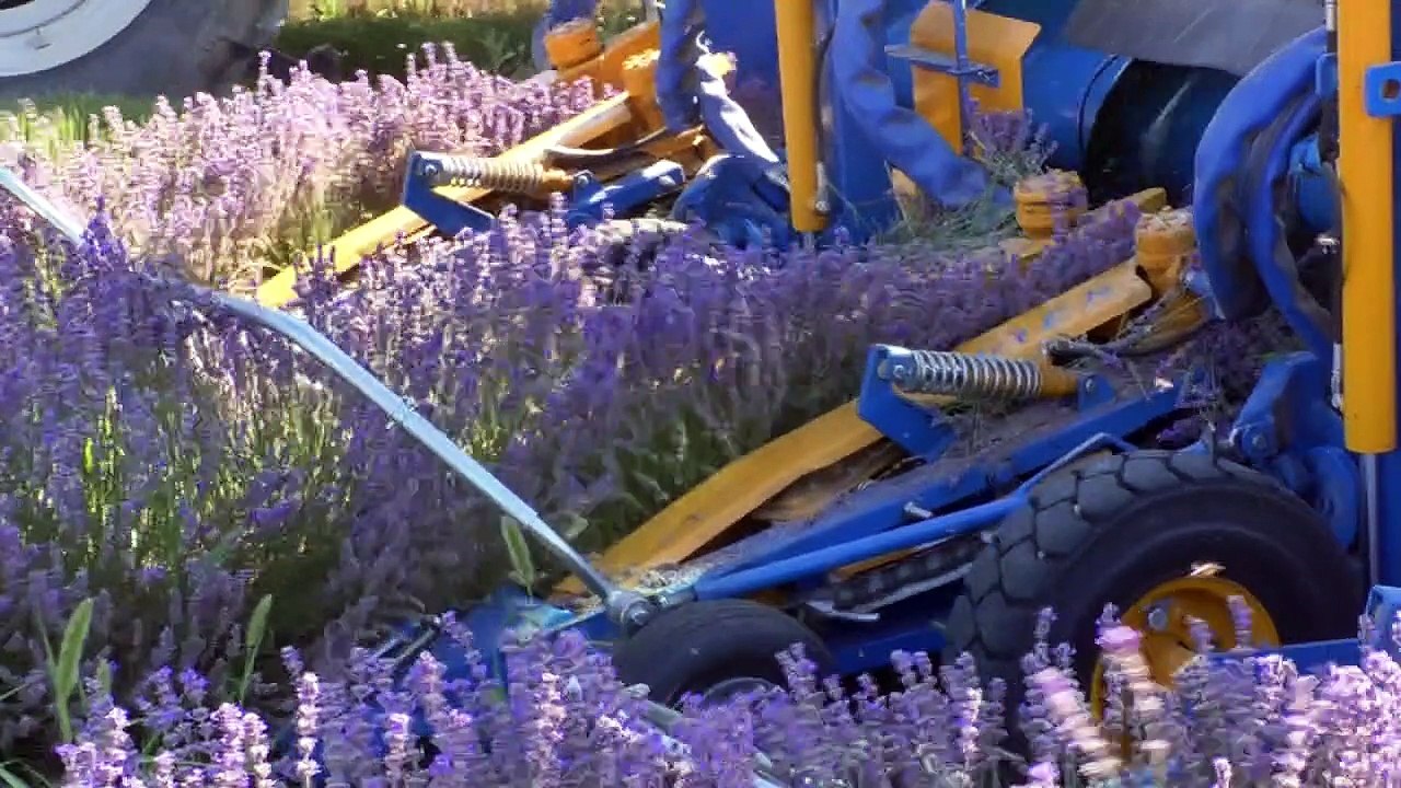 Alpes de Haute-Provence : A Redortiers, les producteurs de lavandes tiennent à sauver les abeilles