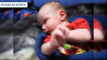 Husky siberiano e bebês _ Melhores e mais fofos Vídeos de cachorros e Bebes Brincando