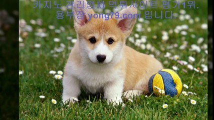 토토다이소 ☎【【 yong79。ＣOM 】】☎ 놀이터사이트