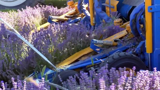 Alpes-de-Haute-Provence : le dépérissement, le problème principal des champs de lavande