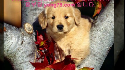 합법토토사이트 ▲【【 yong79。ＣOM 】】▲ 슈퍼카지노