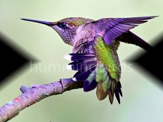 hummingbirds