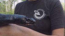 Liberan veinte serpientes índigo en Florida para repoblar esta especie amenazada