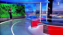 Cannabis : la France plus sévère que ses voisins européens ?