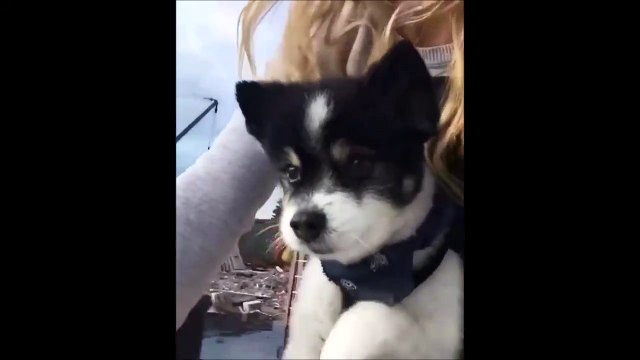 Ce chiot adorable pense qu'il court, les pattes dans le vide