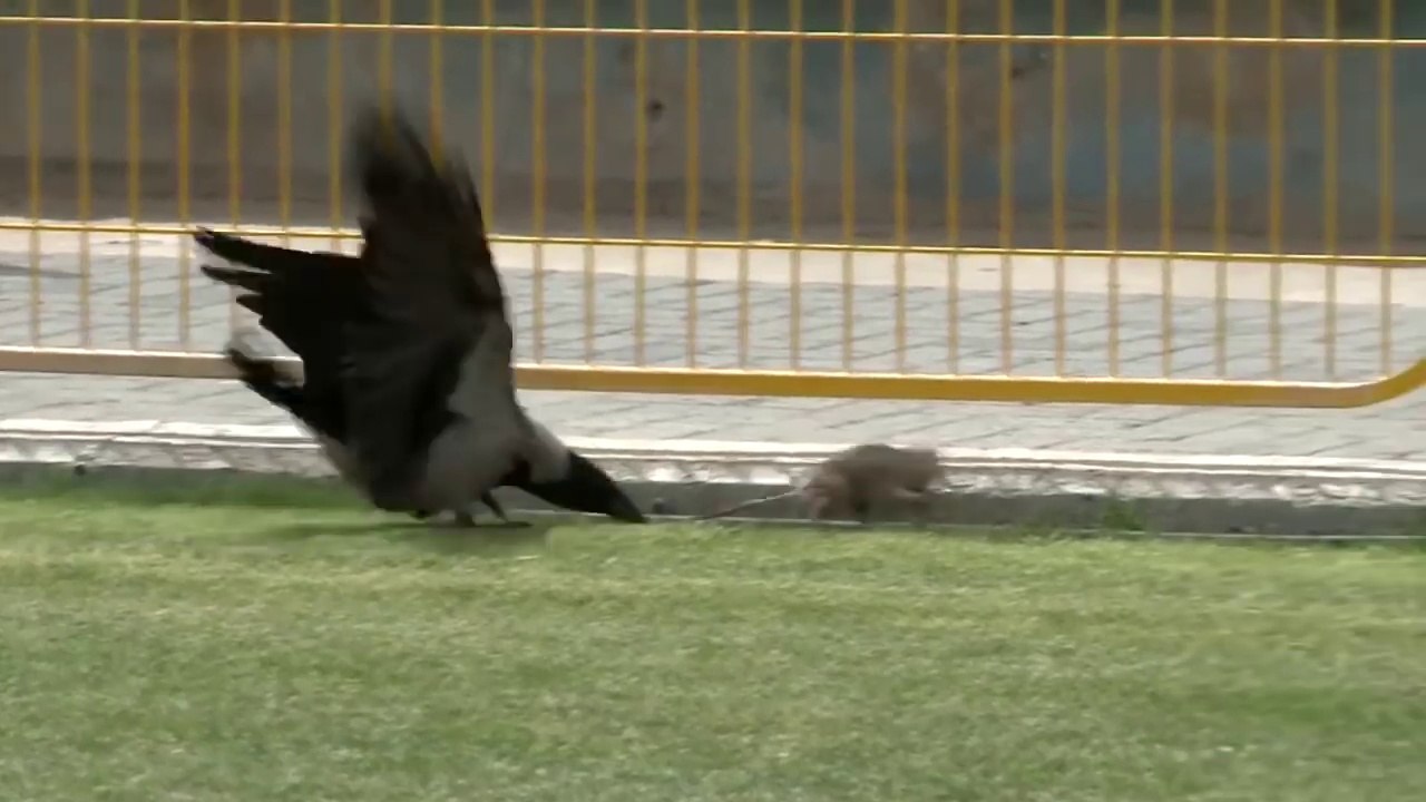 Rat VS Corbeau... Pas commode le gros rongeur
