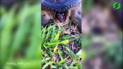 Qui a dit que les tortues étaient lente... Voici la tortue la plus rapide du monde