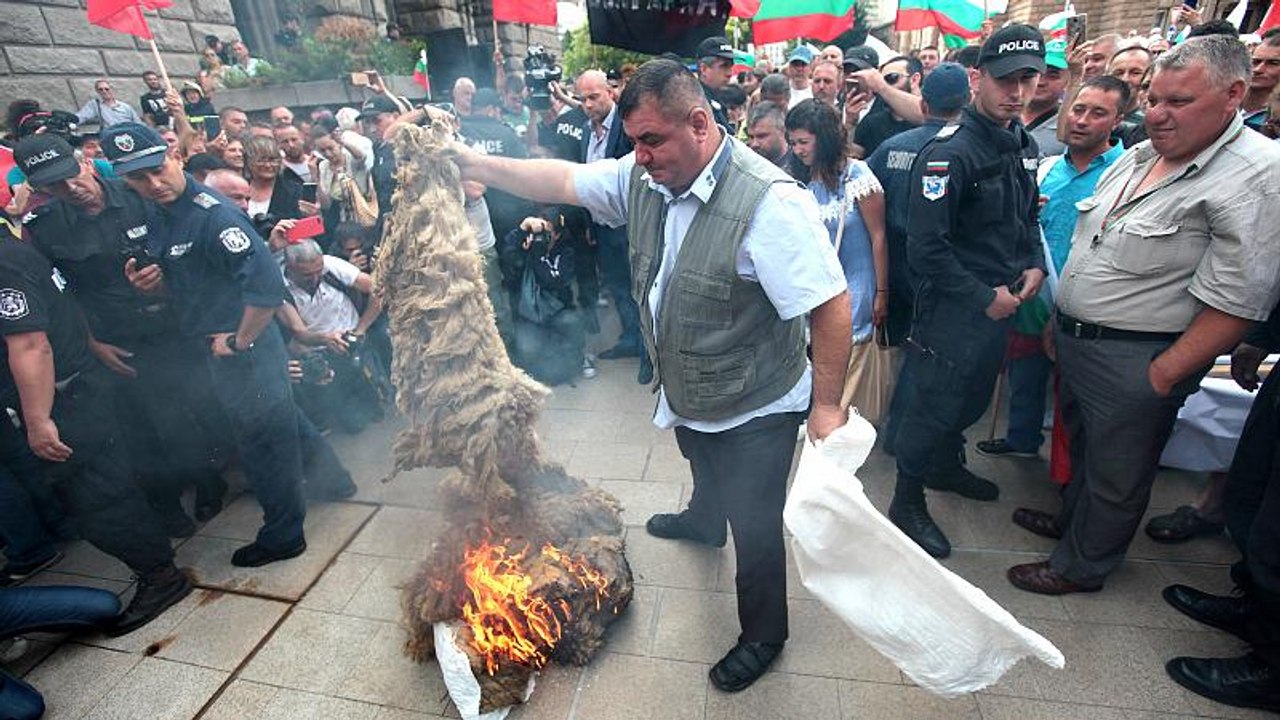 Bulgarische Landwirte protestieren gegen Massenkeulungen