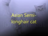 Asian Semi-longhair cat