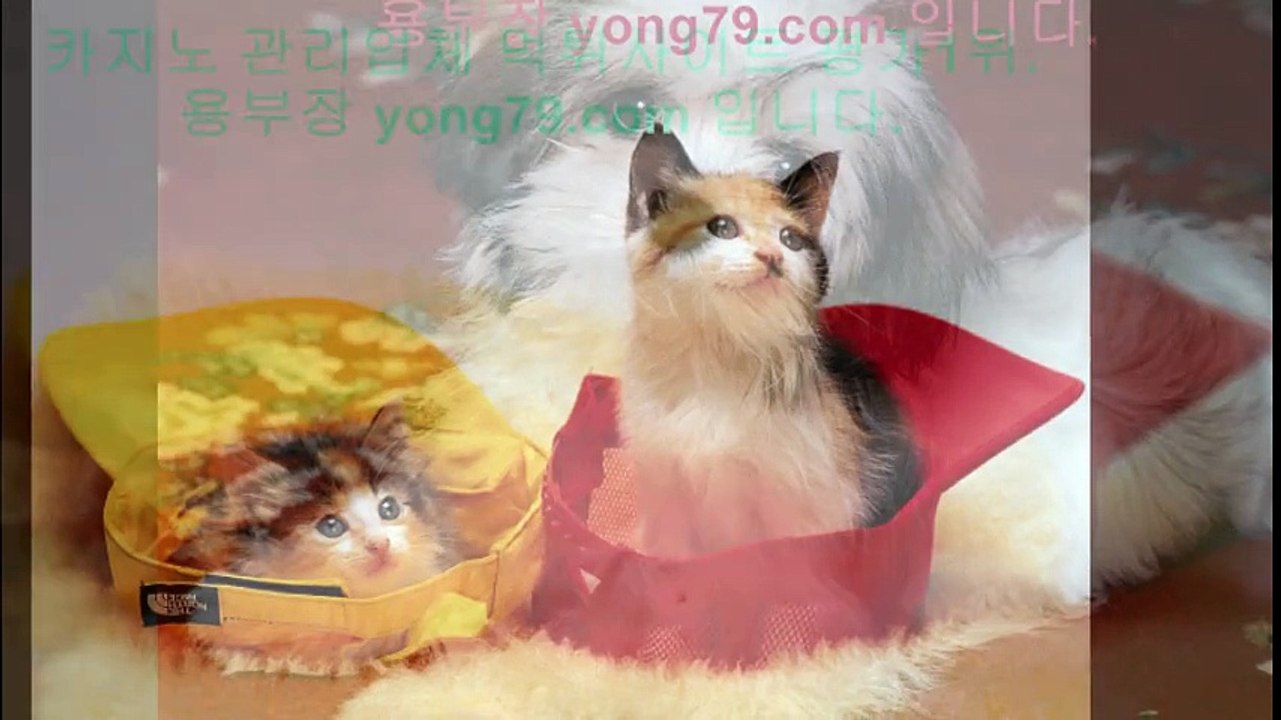 불법토토사이트 ☞【【 yong79。ＣOM 】】☞ 카지노사이트
