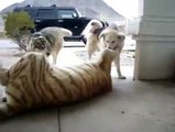 Tiger and Dogs are Entertainment in a house. [ View more videos by clicking links in the description]