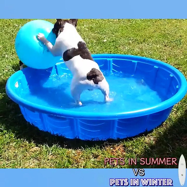 I love Animals for their behavior.  [ View more videos by clicking links in the description]
