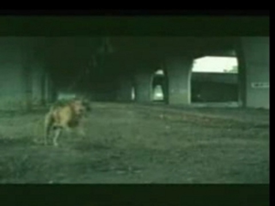 dog suicide