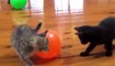 Cats scared of ballons!! Funny Part 2