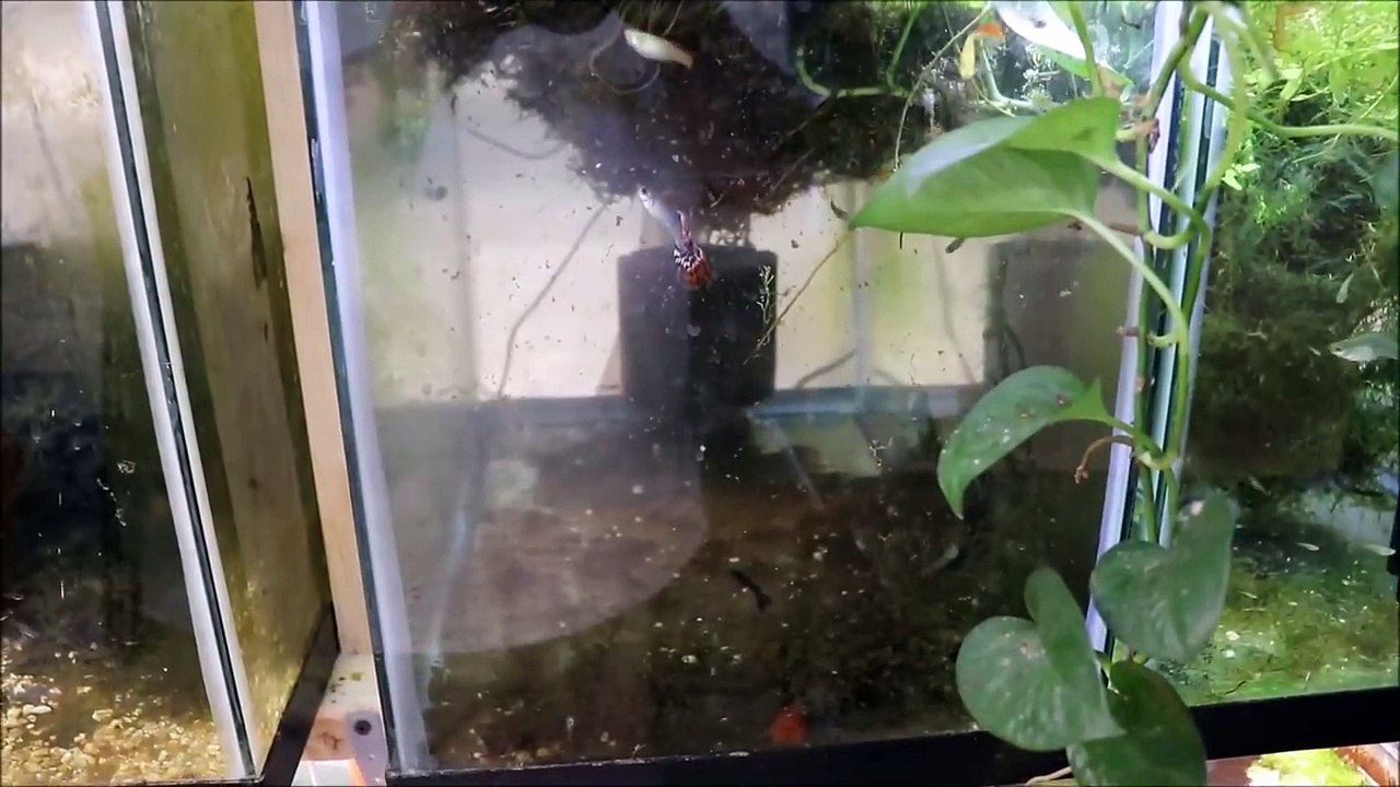 WHAT THE HECK HAPPENED NOW?????? Aquarium Fish Room VLOG video