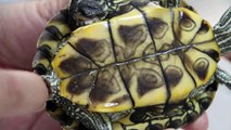 A rescued red-eared-slider has a broken tail and injured right hind leg