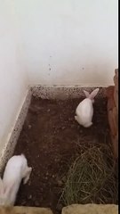 Rabbits playing in a mud FUNNY | HAHAHA