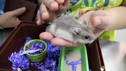 A dwarf hamster has armpit tumour and right ear ear wart