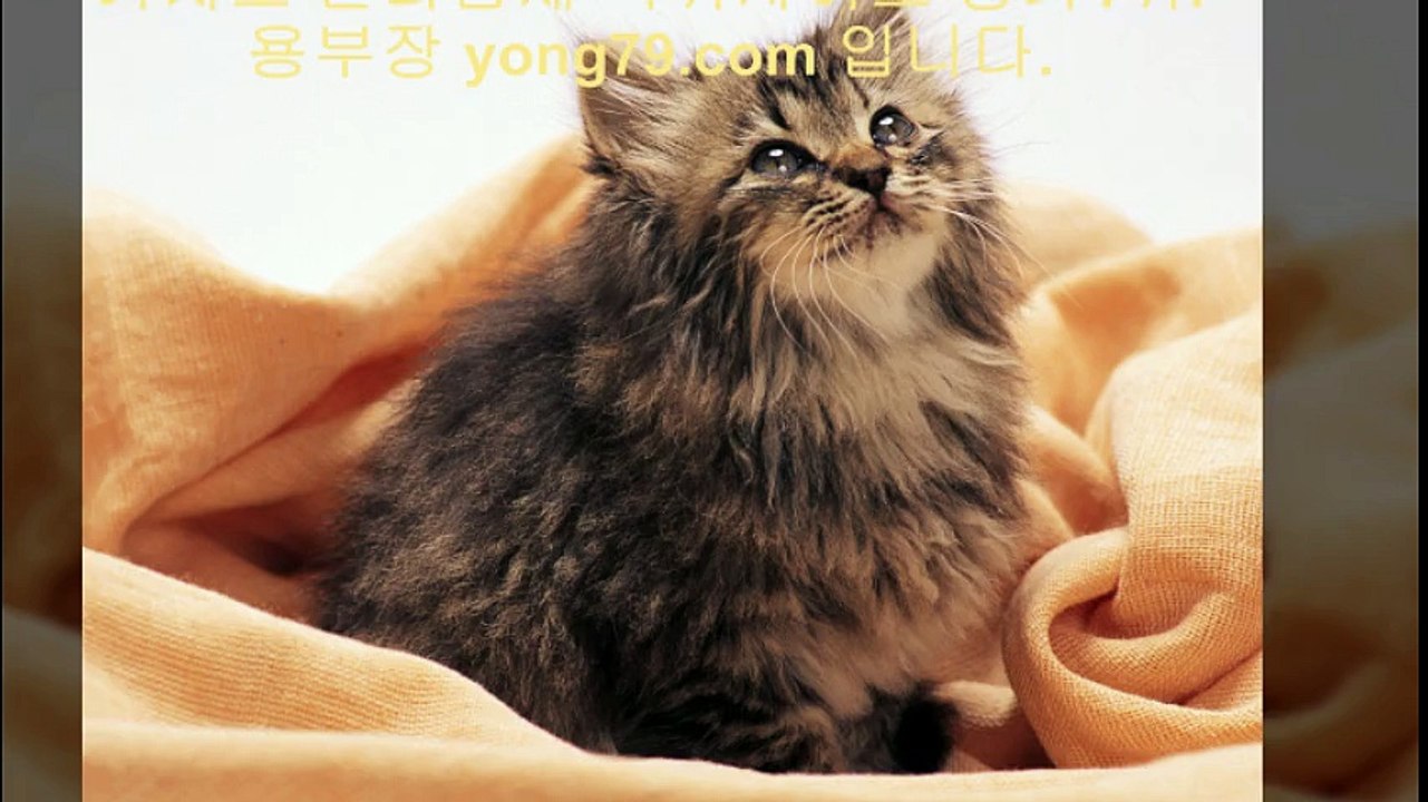 스포츠토토사이트 ◈【【 yong79。ＣOM 】】◈ 카지노사이트