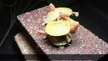 How to take care of red eared slider