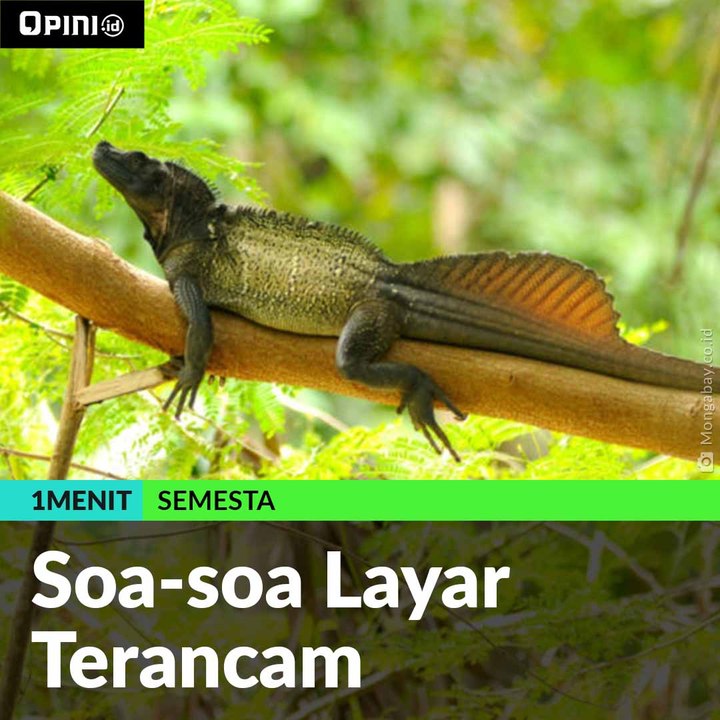 #1MENIT | Soa-soa Layar Terancam