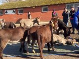 Bram came to the Ezelshoeve Foundation, a donkey sanctuary in the Netherlands, in March 2014. He came along with three mares, from elderly owners who could not