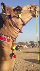 CAMEL DANCE II CAMEL FESTIVAL Ehsan Gujar, Master Maqbool Flex