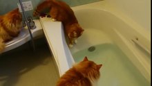 Cats Hate Water! - Funny Cats in Water