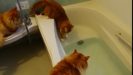 Cats Hate Water! - Funny Cats in Water