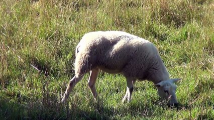 Sheep video for Kids! Learn with Sheep Animals for Children