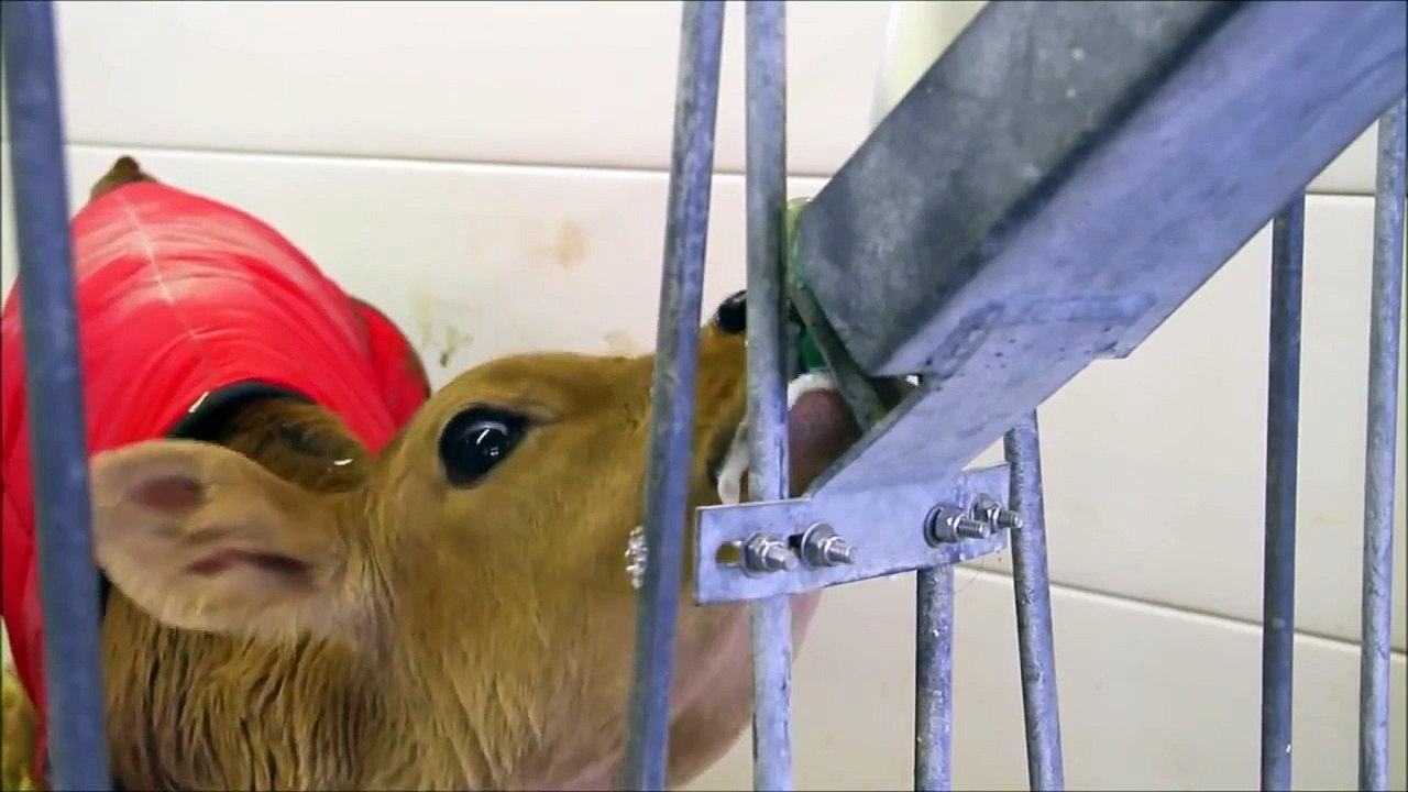 Cow Videos for Children, More Cows for Kids